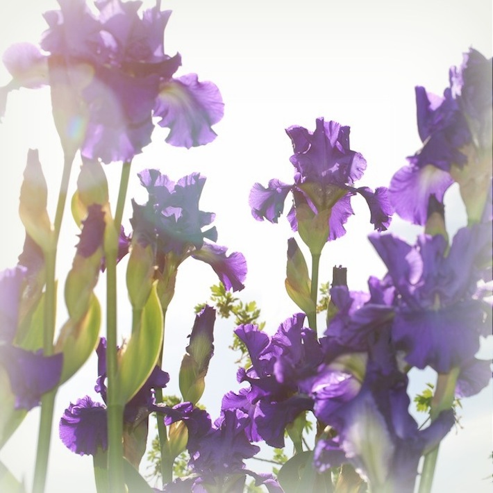 purple irises and peace