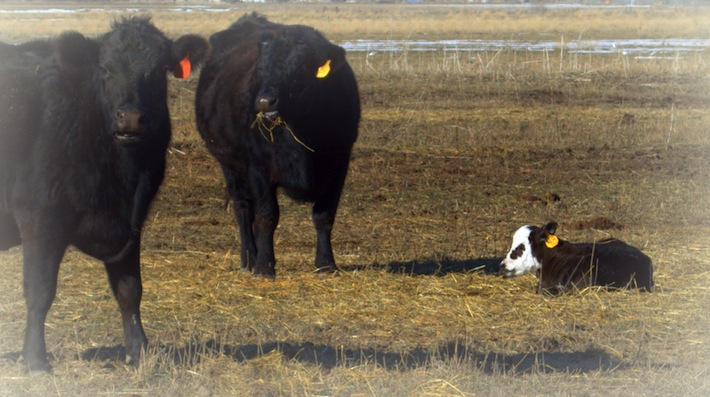 newborn calf!  Hooray!