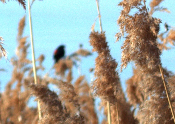 black bird; spot of red