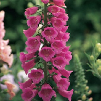 Foxglove