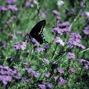 moss verbena