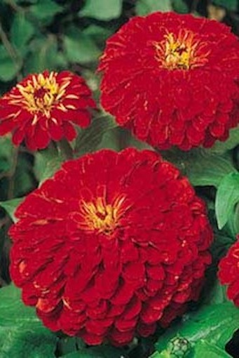 Red Zinnias