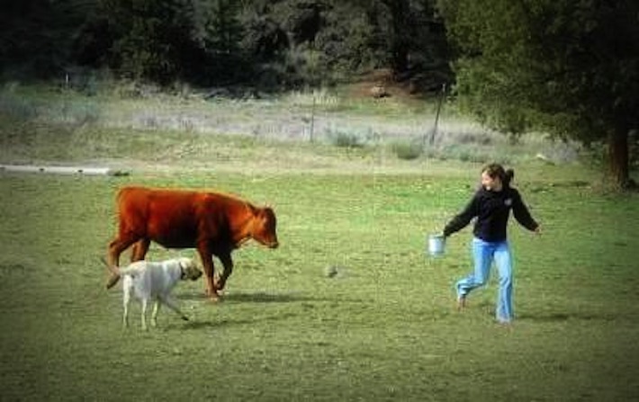 enticing a steer