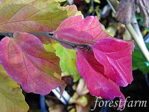 parrotia