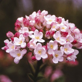 Black Mohawk Viburnum