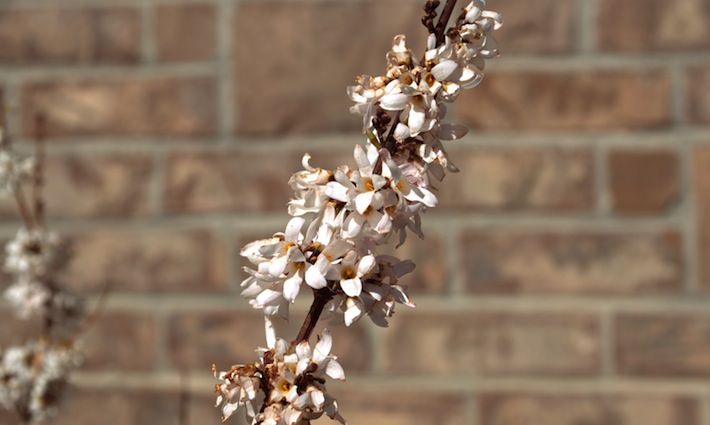 white forsythia, pink form