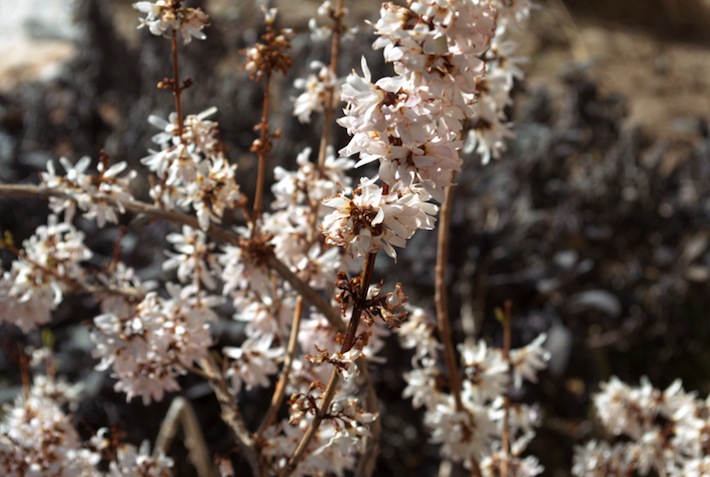 abeliophyllum distichum