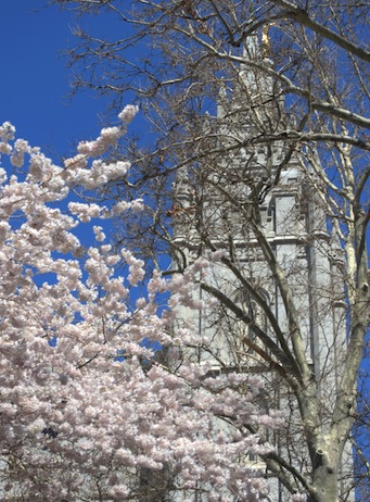 temple spire through blossoming tree