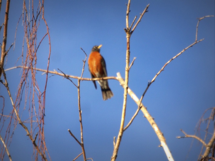 robin in a tree