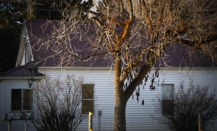 mossy branches, white house