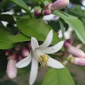 lemon blossoms