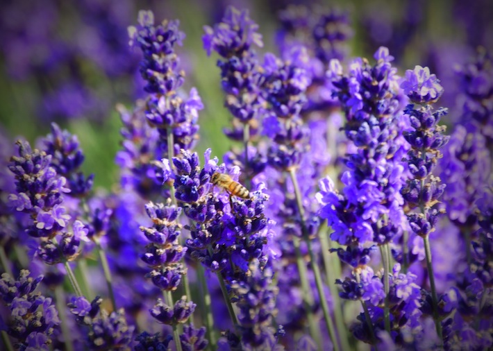 honey bee in lavender