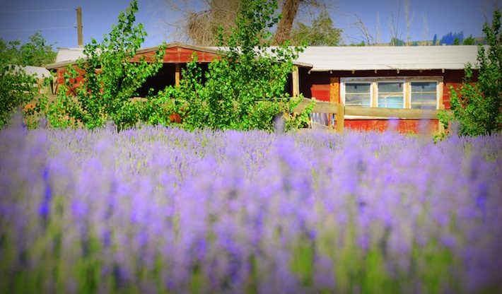 Washington lavender field