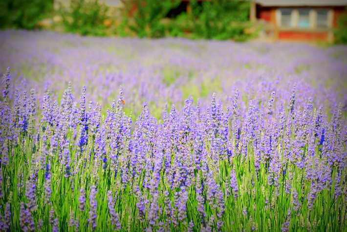 field of lavender