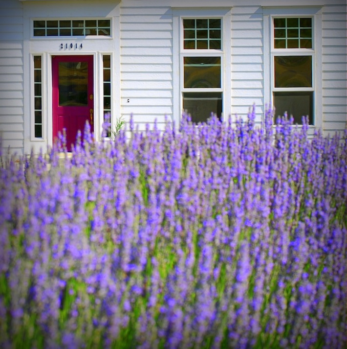 lavender farm in Washington