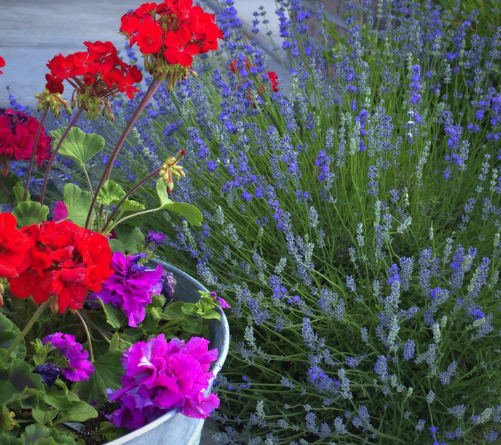 geraniums, petunias, and lavender