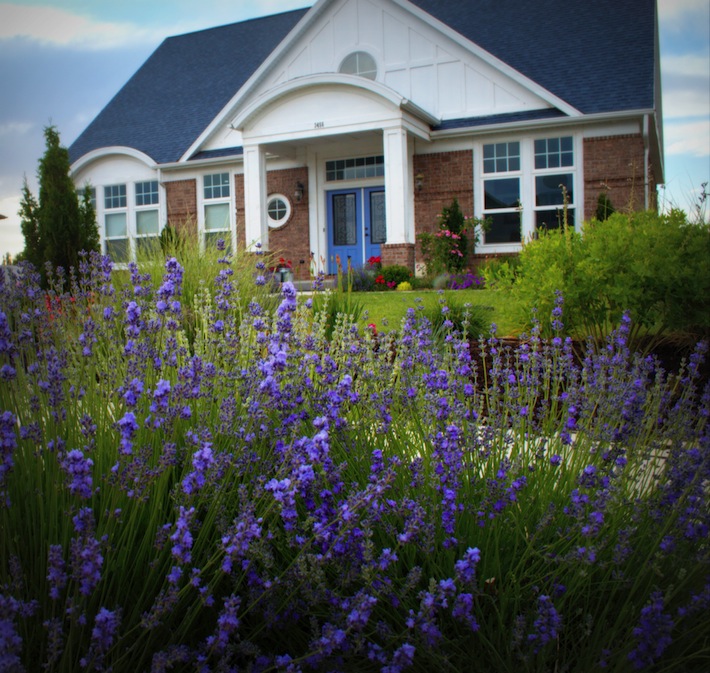 lavender in Utah