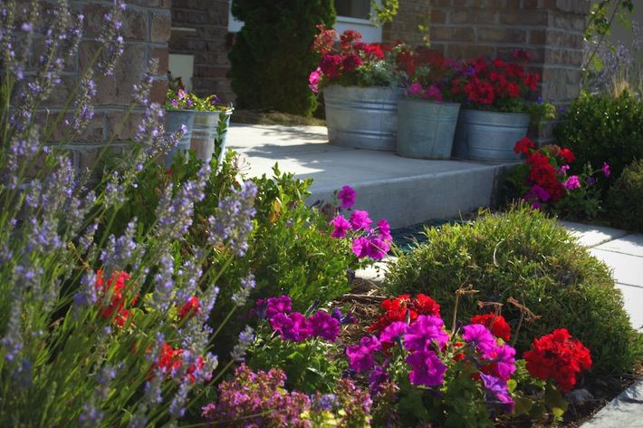 lavender and potted annuals