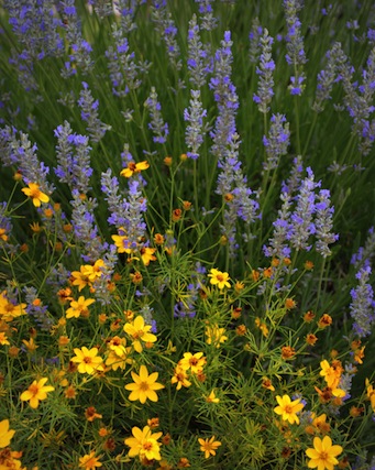 lavender and threadleaf coreopsis