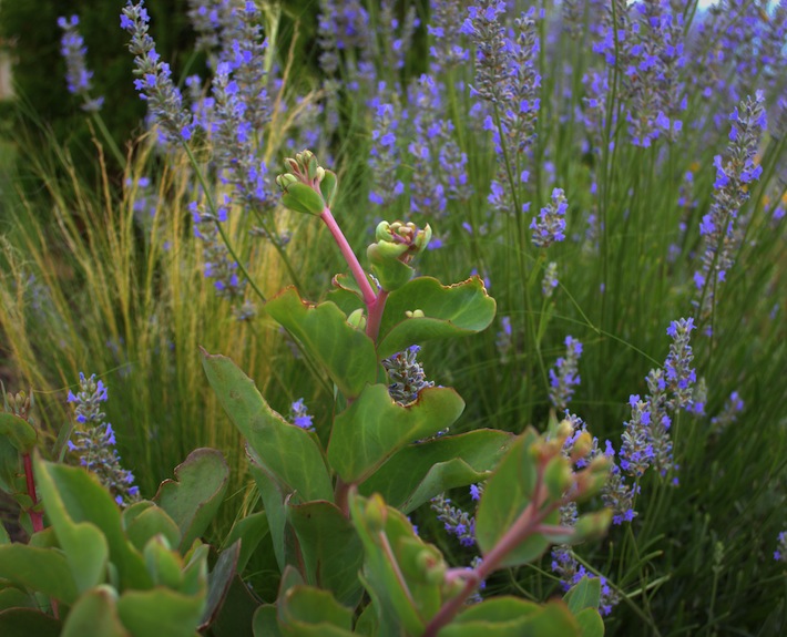 lavender and sedum, plant pairs