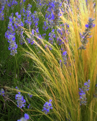 stipa tenuissima and lavender