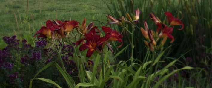 daylilies