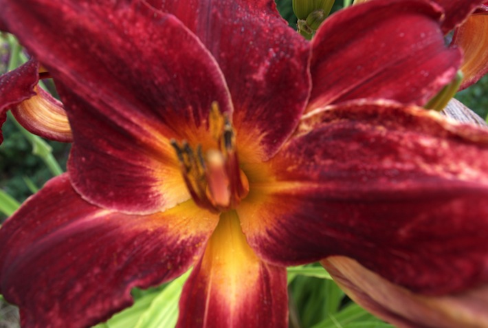 red daylily