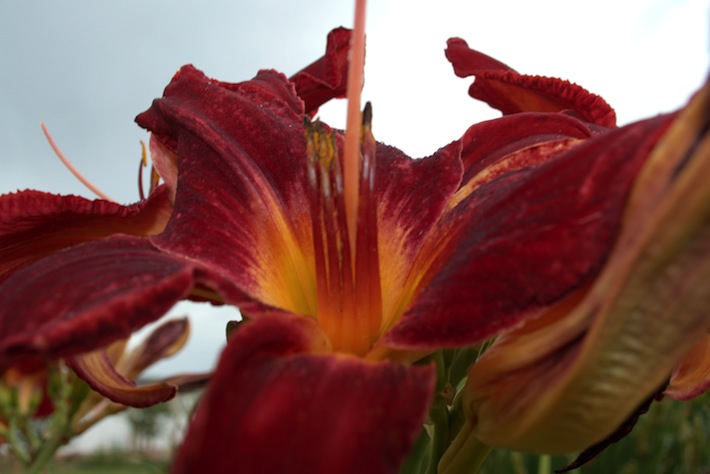 smiling daylily