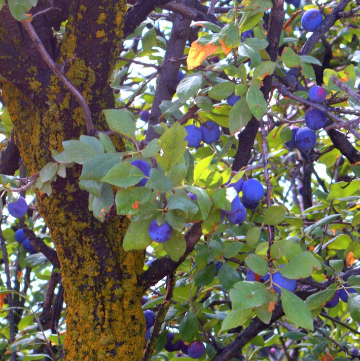 wild plum tree