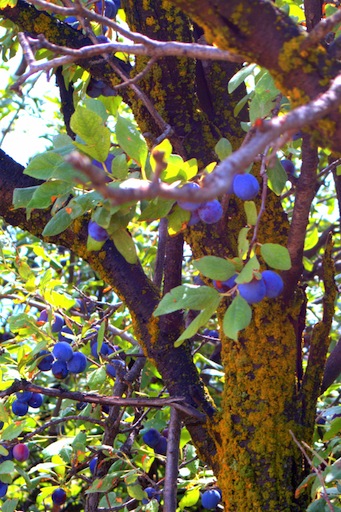 plums, mossy trunk