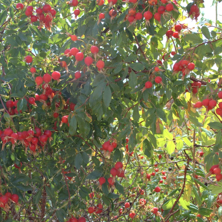 wild rose hips