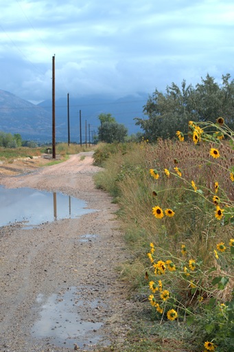 wild sunflowers