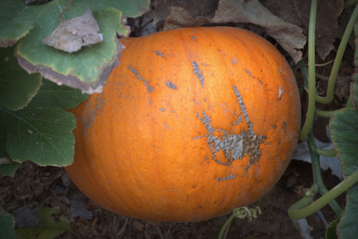 pumpkin with scars