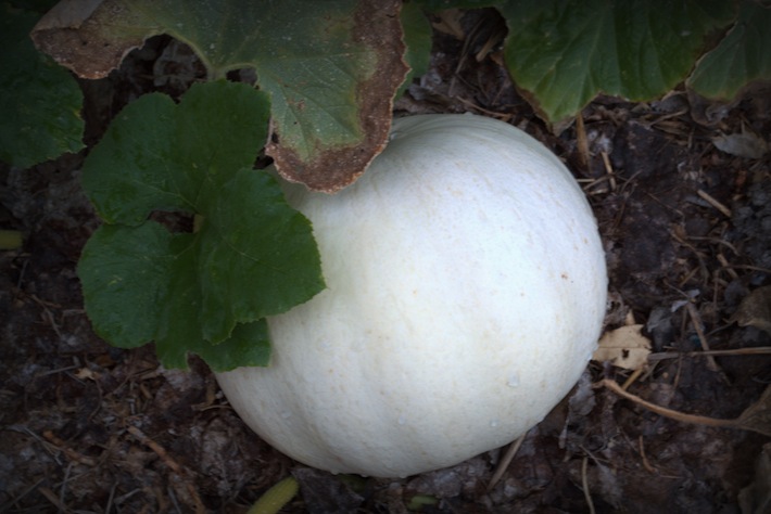 white pumpkin