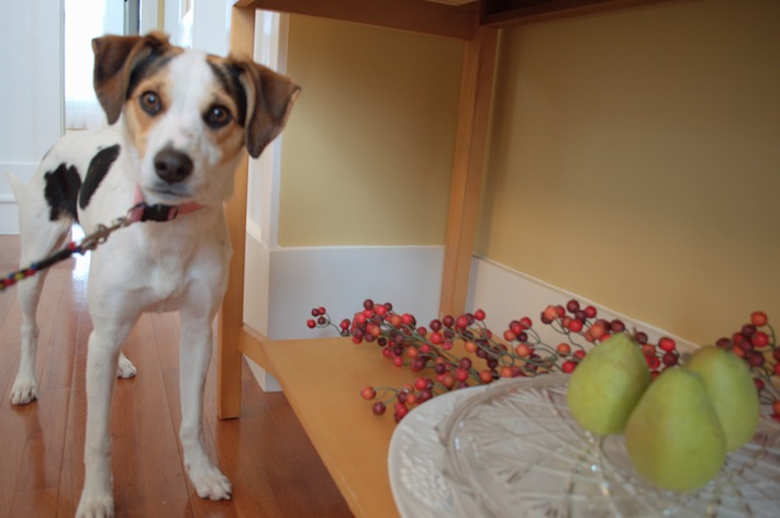 The dog, leashed at Christmastime